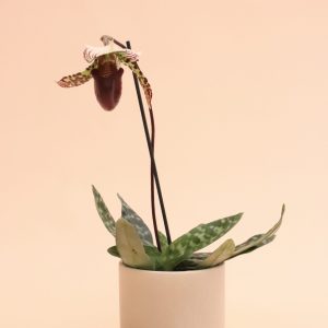 Paphiopedilum maudiae 'Vinicolor'