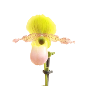 Paphiopedilum_chamberlainianum_pinocchio_planthiza_zoom