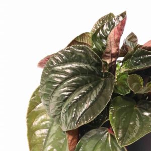 Peperomia 'Equador'