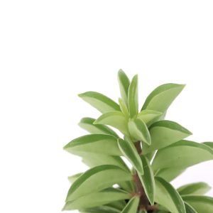 Peperomia ferreyrae 'Fire Sparks'
