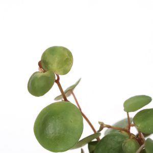 Peperomia prostrata 'Pepperspot'