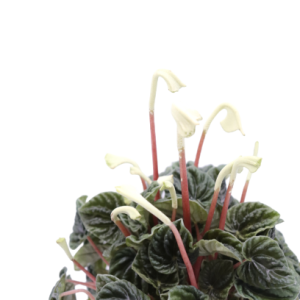 Peperomia caperata 'Lilian'