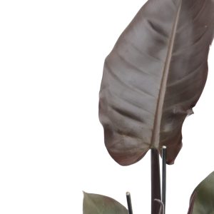 Philodendron 'Black Cardinal'