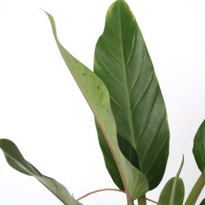 Philodendron martianum 'Fatboy Yellow'