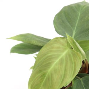 Philodendron 'Fuzzy Petiole’