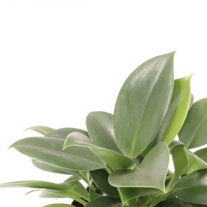 Philodendron 'Green Princess'