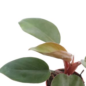 Philodendron 'Red Baron'