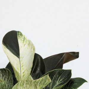 Philodendron Birkin 'Frankenstein'