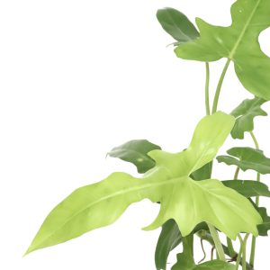 Philodendron 'Green Dragon'