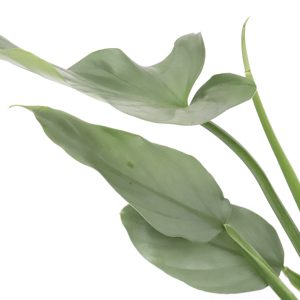 Philodendron hastatum ‘Silver Queen’