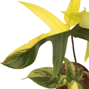 Philodendron_florida_beauty_variegata_zoom2_planthiza