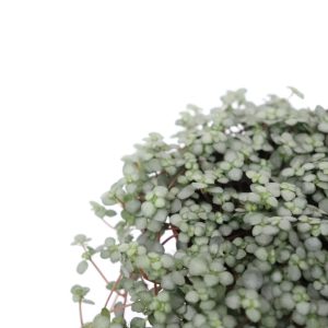 Pilea glauca 'Silver Sparkle'