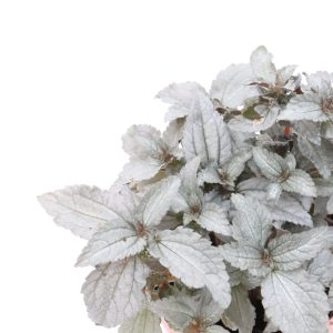 Pilea pubescens 'Silver Cloud'