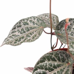 Piper_ornatum_v12_planthiza_zoom