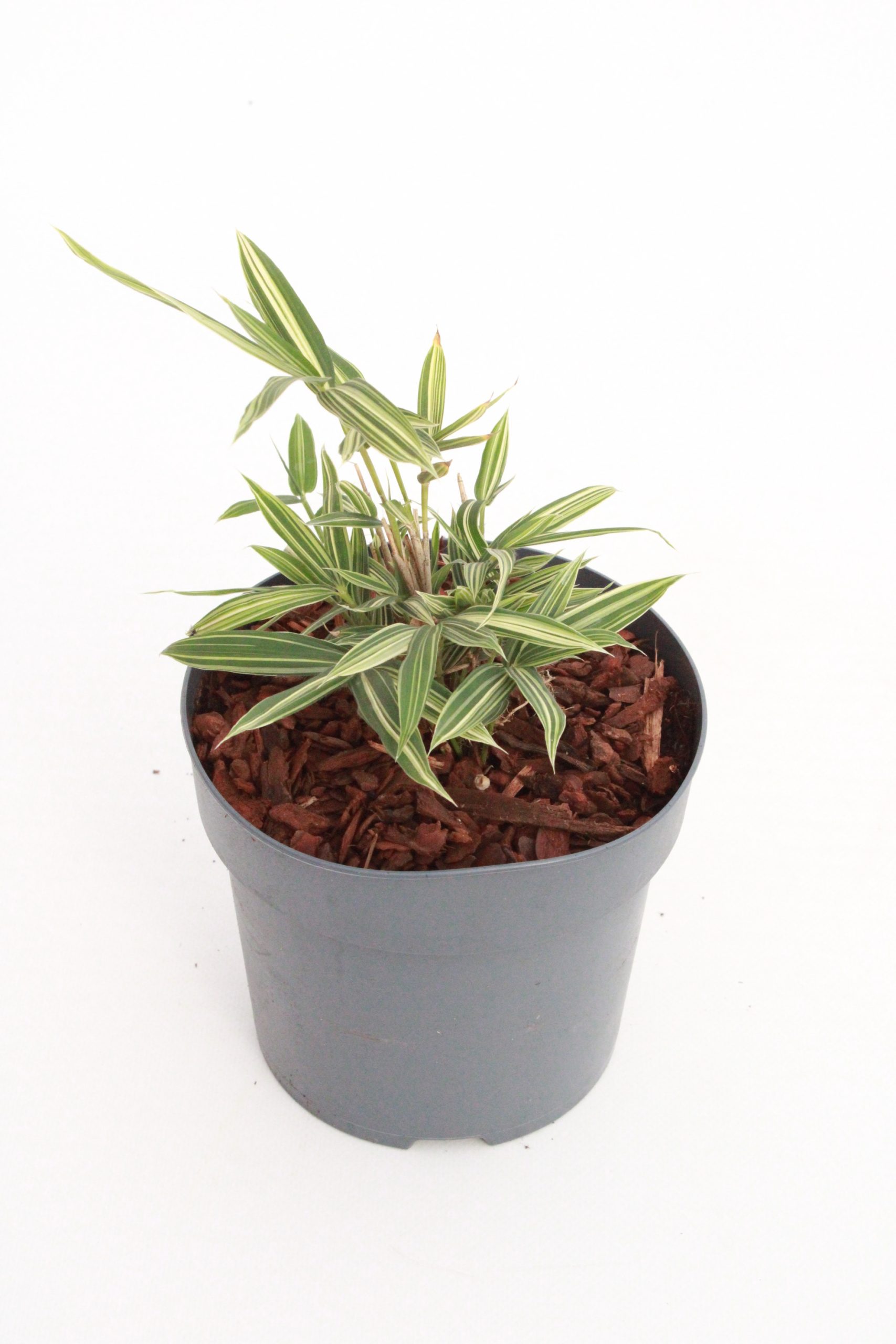 Pleioblastus Fortunei 'Variegata' - Planthiza
