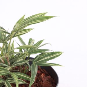 Pleioblastus Fortunei ‘Variegata’