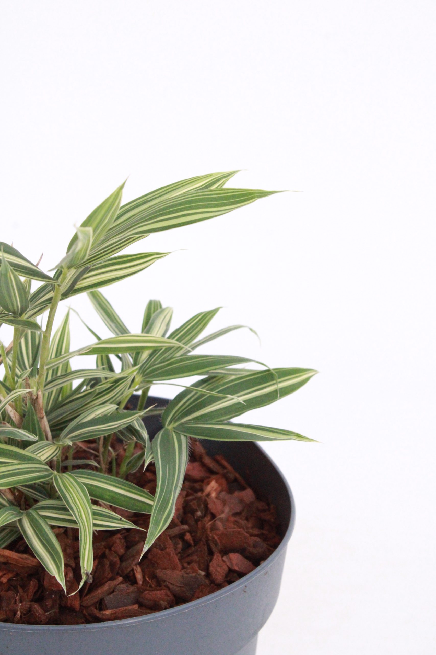Pleioblastus Fortunei 'Variegata' - Planthiza