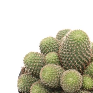 Rebutia heliosa