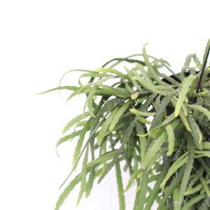 Rhipsalis Boliviana zoom