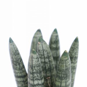 Sansevieria cylindrica ‘Rhino horn’