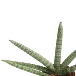Sansevieria cylindrica ‘Starfish’