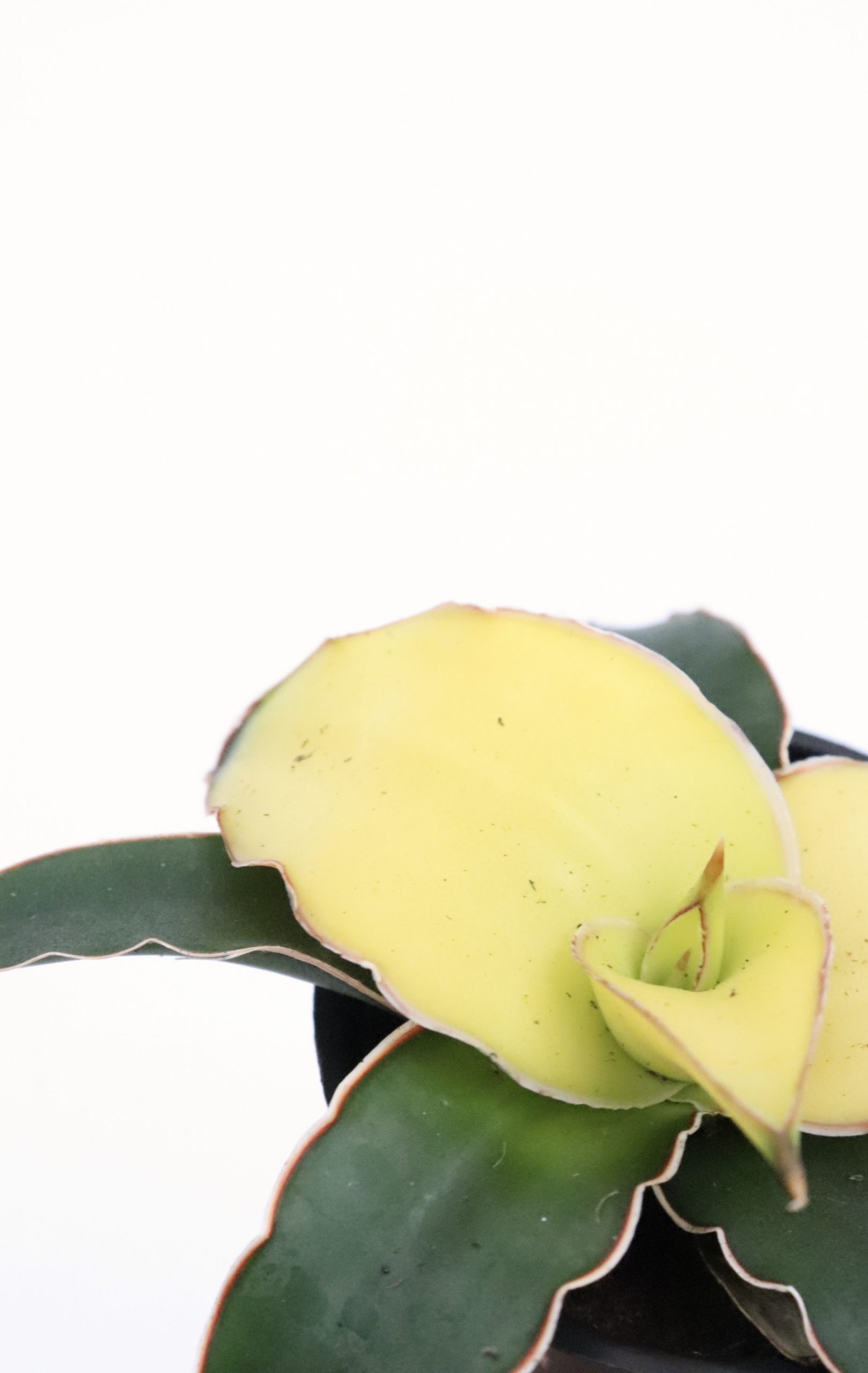 Sansevieria 'Star Canary' - Planthiza