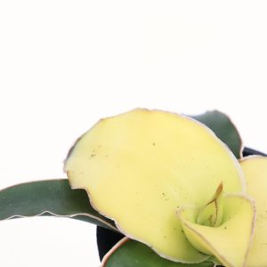 Sansevieria ‘Star Canary’