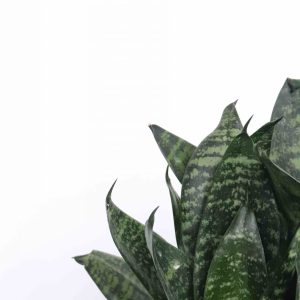 Sansevieria trifasciata 'Black Coral'