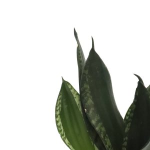 Sansevieria trifasciata 'Whitney'
