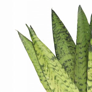 Sansevieria zeylanica 'Fan'