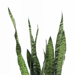 Sansevieria zeylanica