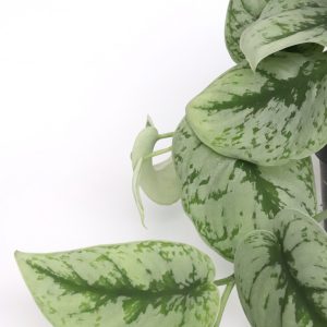 Scindapsus pictus 'Trebie Exotica'