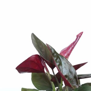 Syngonium erythrophyllum 'Red Arrow'