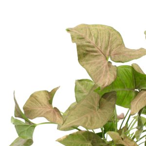 Syngonium 'Yellow Pink'