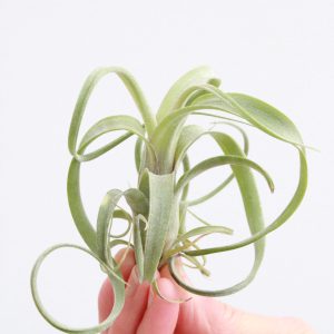 Tillandsia Streptophylla-planthiza