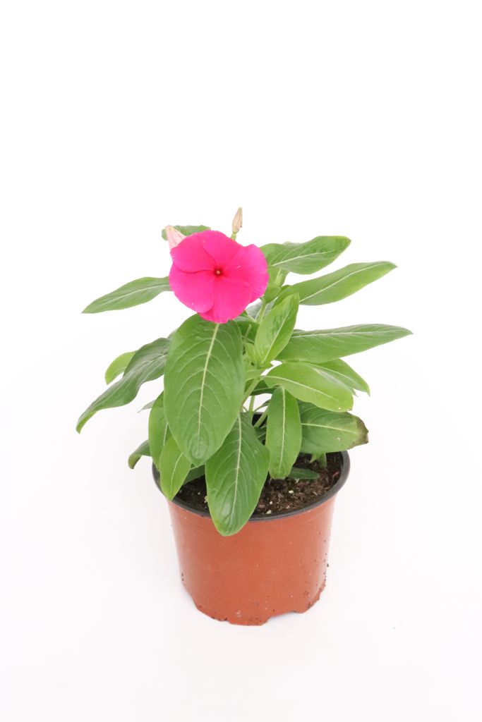Vinca-rosa-escuro-planthiza
