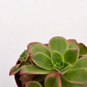 Aeonium 'Kiwi'