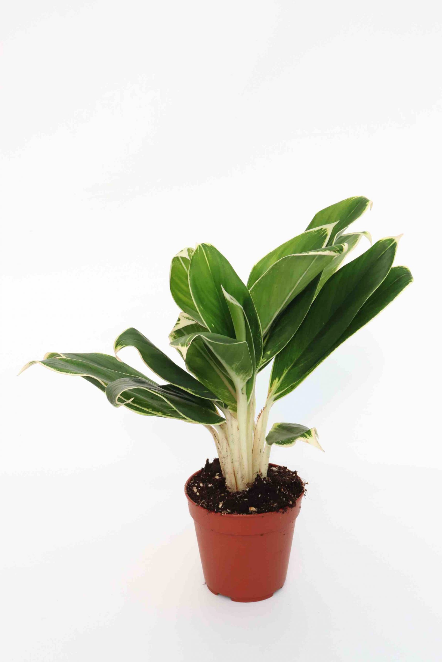 aglaonema_green_lipstick_v12_planthiza