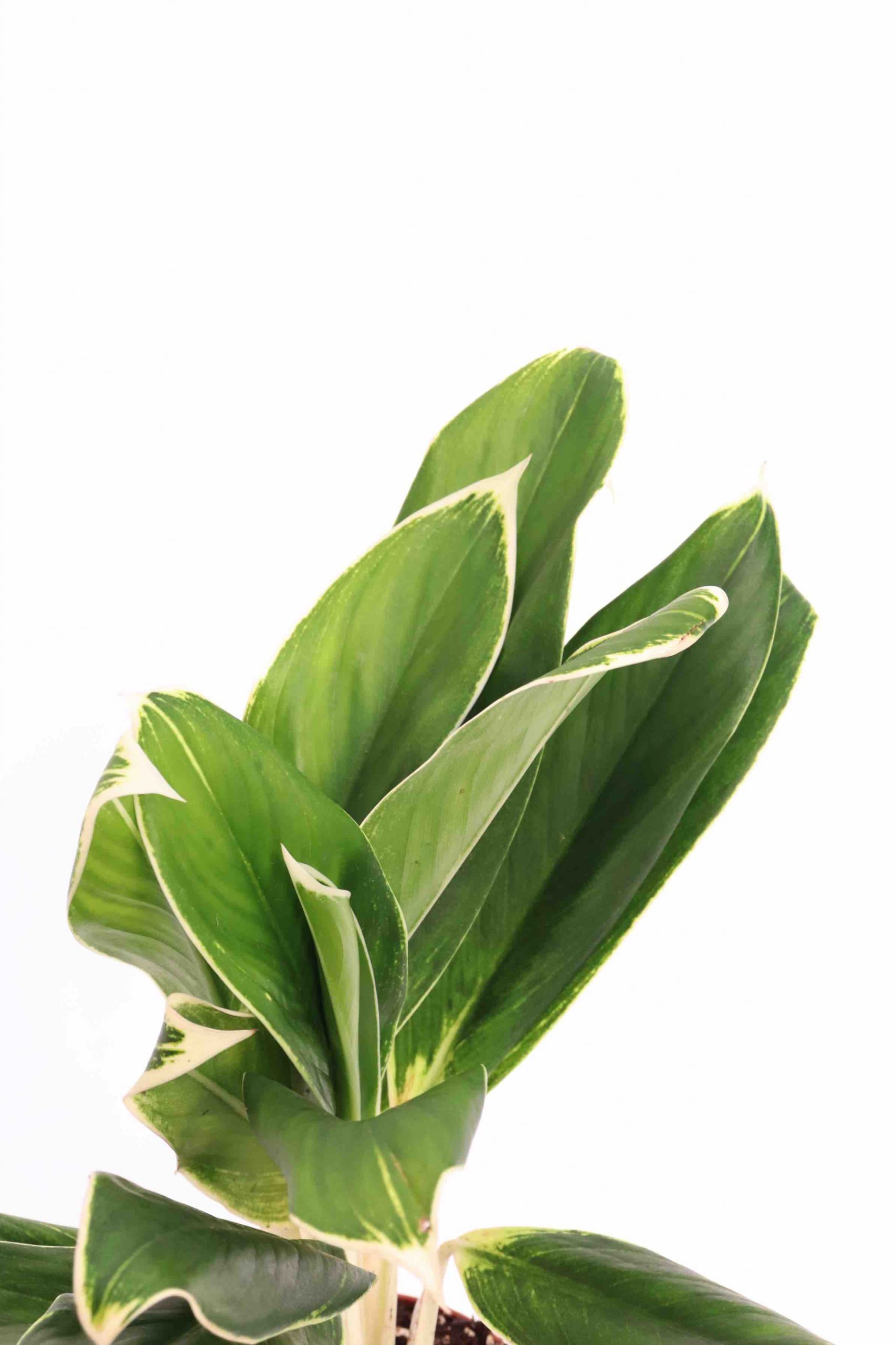 Aglaonema ‘Green Lipstick'