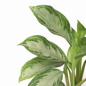 Aglaonema 'Silver Bay'