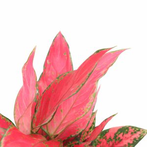 aglaonema_cherry_baby_v12_planthiza_zoom