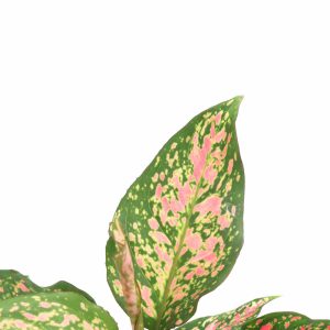 aglaonema_coral_red_zoom_planthiza
