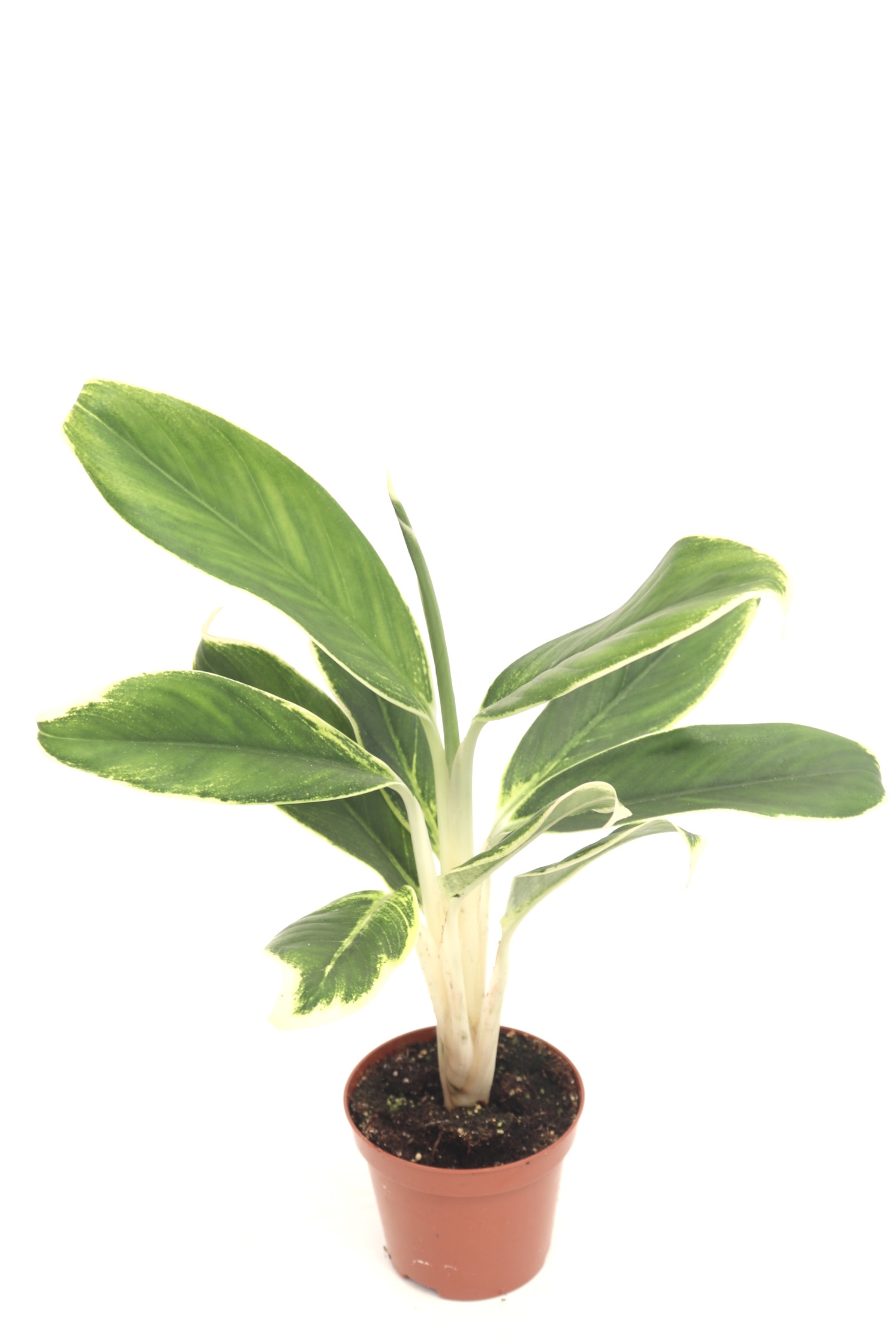 aglaonema_green_lipstick_v9_planthiza