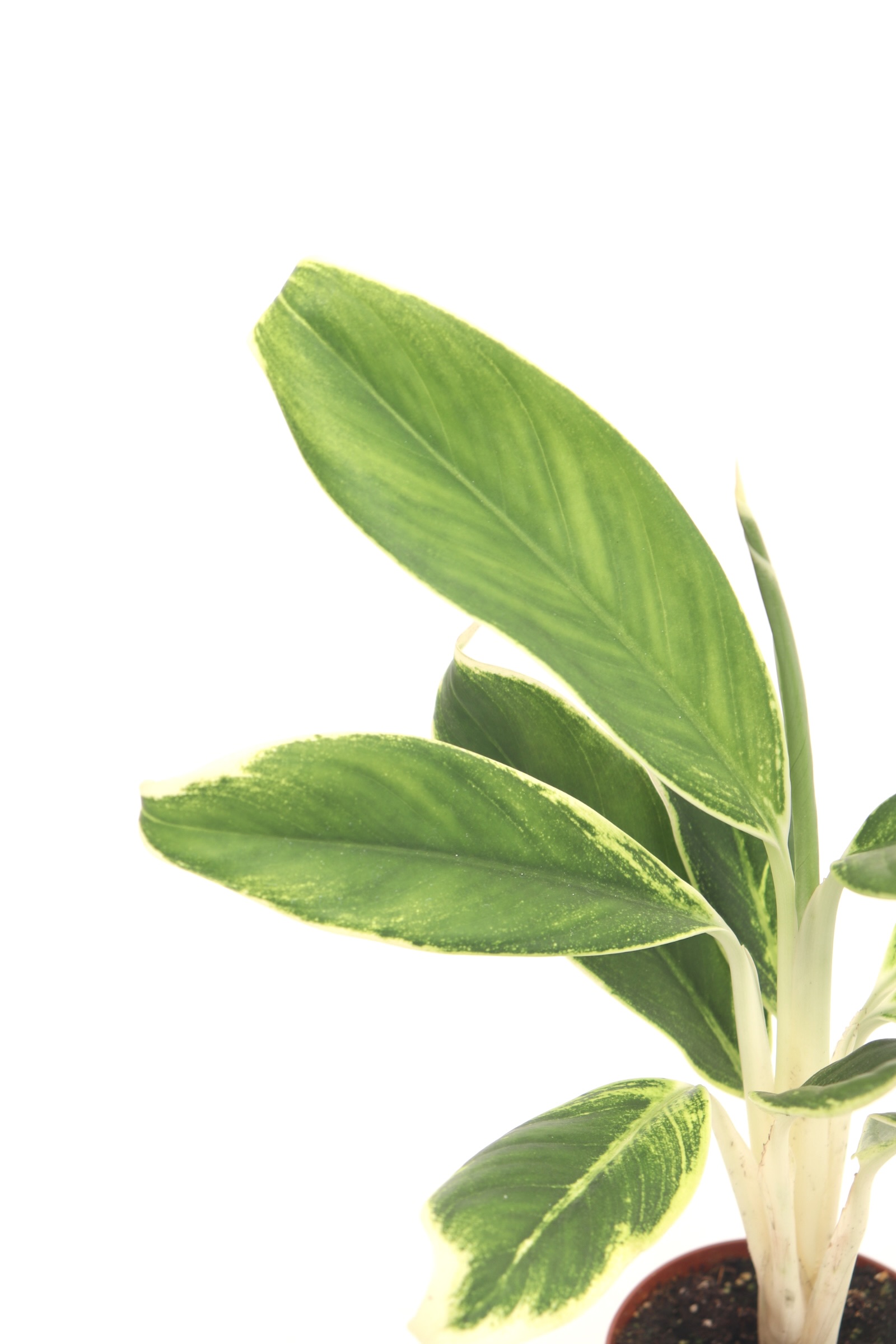 aglaonema_green_lipstick_zoom_2_planthiza