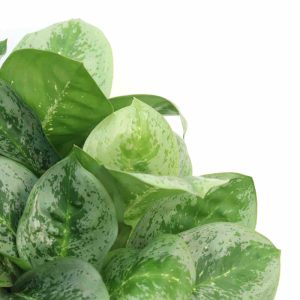 aglaonema_lemon_mint_v19_planthiza_zoom