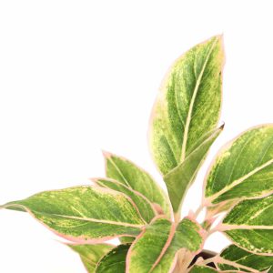 aglaonema_pink_aurora_zoom_planthiza
