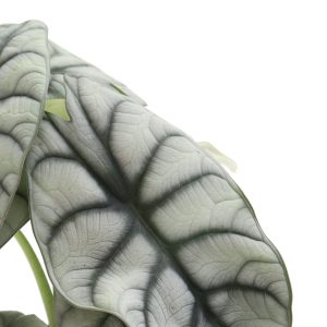 Alocasia nebula 'Elaine'
