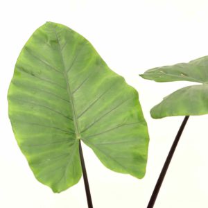 alocasia_macrorrhiza_black_stem_v14_zoom_planthiza