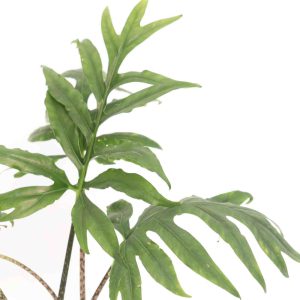 alocasia_pink_passion_planthiza_zoom