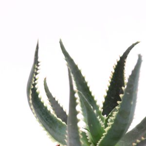 Aloe aculeata